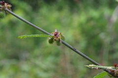 Triumfetta rhomboidea