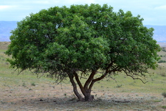Pistacia atlantica mutica