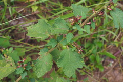 Triumfetta rhomboidea