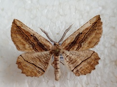 Menophra nycthemeraria