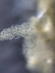 Arcyria obvelata