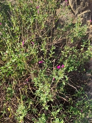 Salvia microphylla