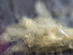 Arcyria obvelata