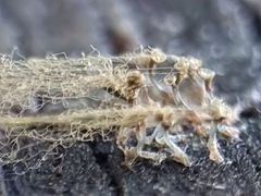 Arcyria obvelata
