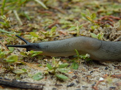 Krynickillus melanocephalus
