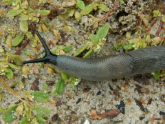 Krynickillus melanocephalus