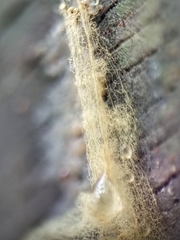 Arcyria obvelata