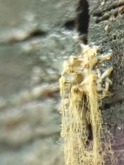 Arcyria obvelata