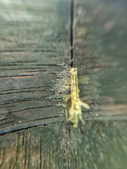 Arcyria obvelata