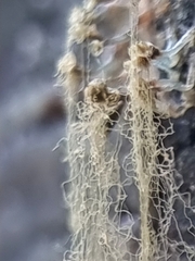 Arcyria obvelata