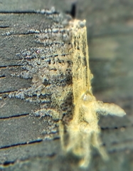 Arcyria obvelata