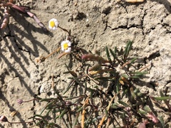 Poecilolepis maritima