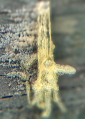Arcyria obvelata