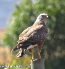 Buteo trizonatus