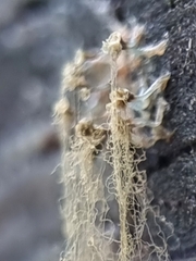 Arcyria obvelata