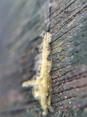 Arcyria obvelata