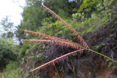 Miscanthus floridulus