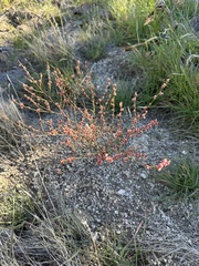 Eriogonum gracile