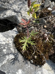Potentilla tergemina
