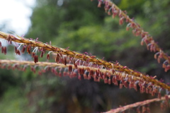 Miscanthus floridulus