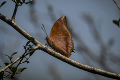 Charaxes psaphon