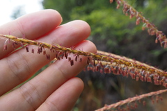 Miscanthus floridulus