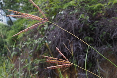 Miscanthus floridulus