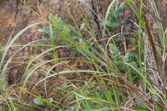 Miscanthus floridulus