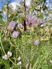 Melaleuca decussata
