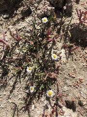 Poecilolepis maritima
