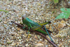 Hieroglyphus tonkinensis