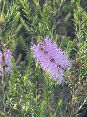 Melaleuca decussata
