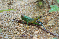 Hieroglyphus tonkinensis