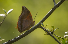 Charaxes psaphon
