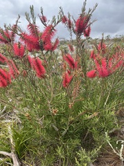 Melaleuca