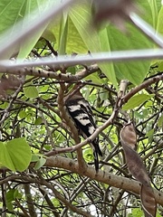 Upupa epops africana