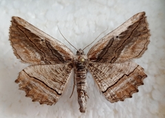 Menophra nycthemeraria