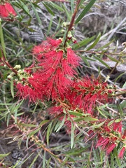 Melaleuca