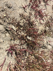 Poecilolepis maritima