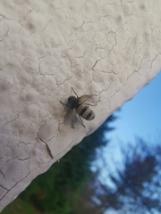 Entomophthora