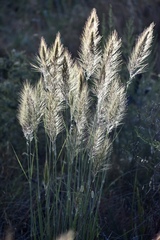 Austrostipa mollis