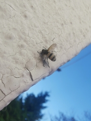 Entomophthora