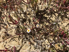 Poecilolepis maritima