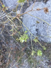 Cordylanthus rigidus setigerus