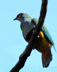 Ptilinopus pulchellus