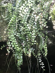 Asplenium flabellifolium