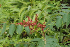 Rhus chinensis