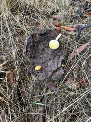 Protostropharia semiglobata