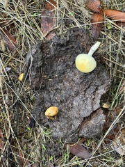 Protostropharia semiglobata