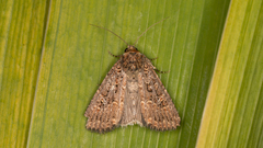 Hypoperigea tonsa